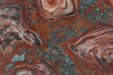 Polished Stromatolite (Collenia) - Minnesota #126077-1